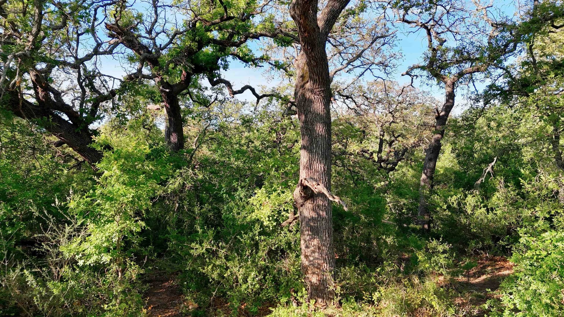 44.84 acres in Llano County - photo 28