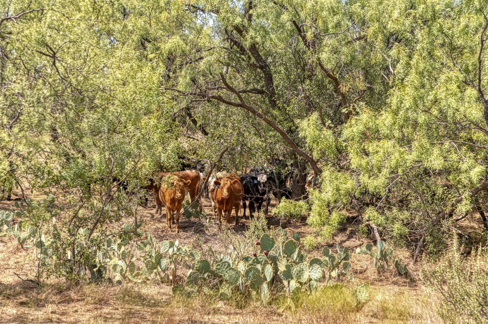 158 acres in Callahan County - photo 20