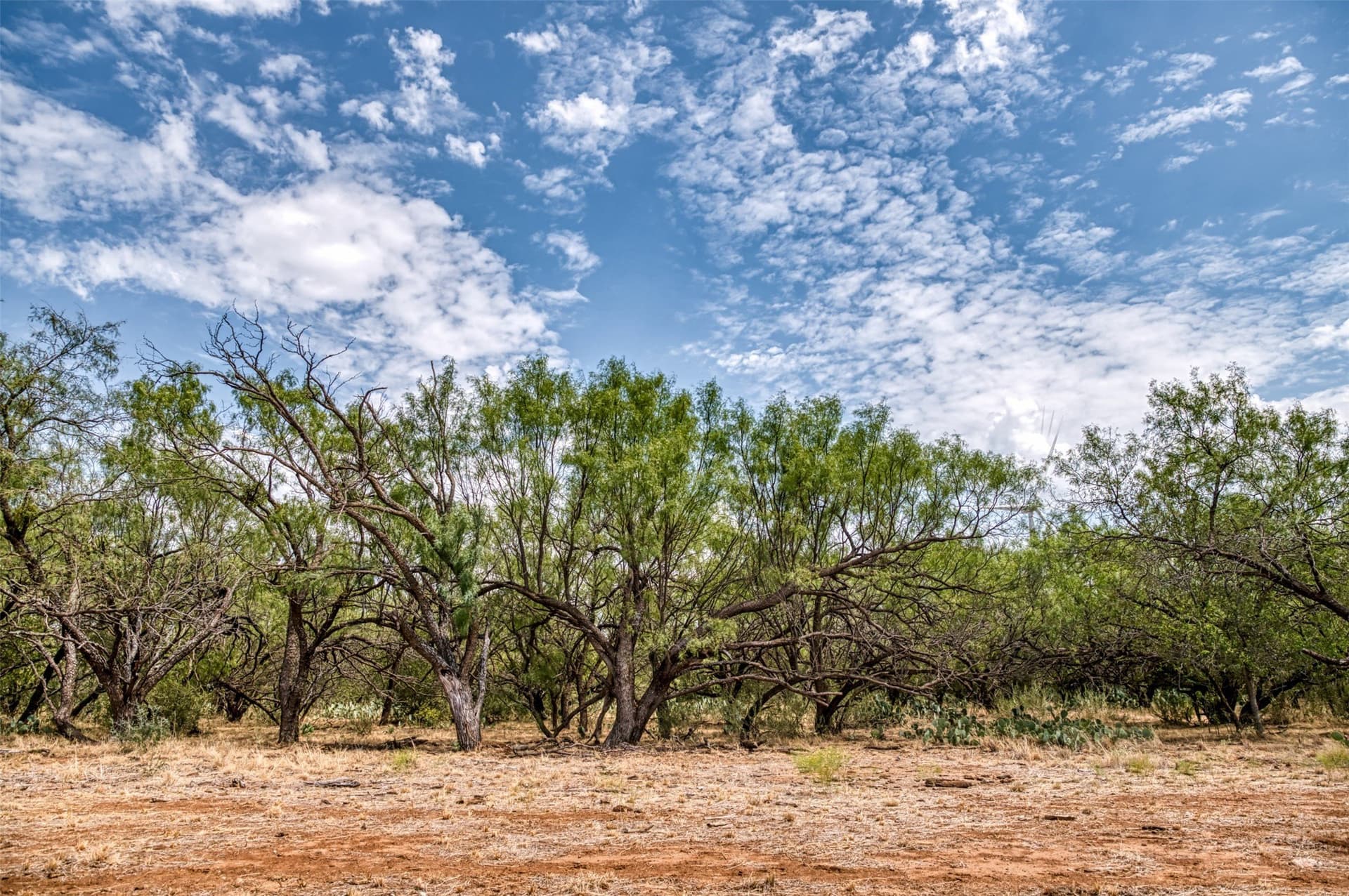 158 acres in Callahan County - photo 2