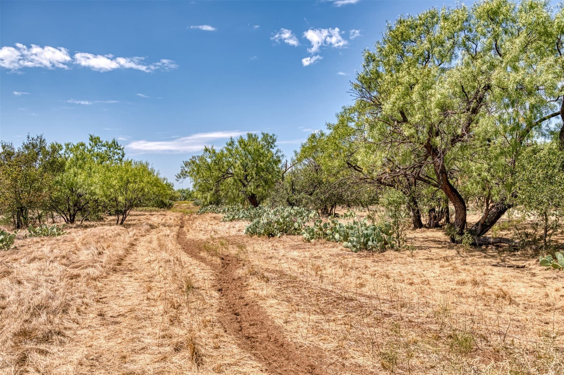 158 acres in Callahan County - photo 5