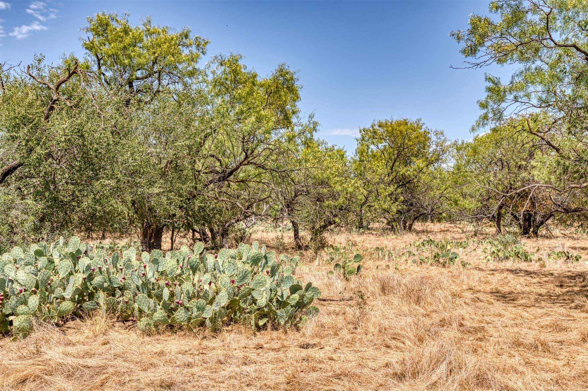158 acres in Callahan County - photo 26