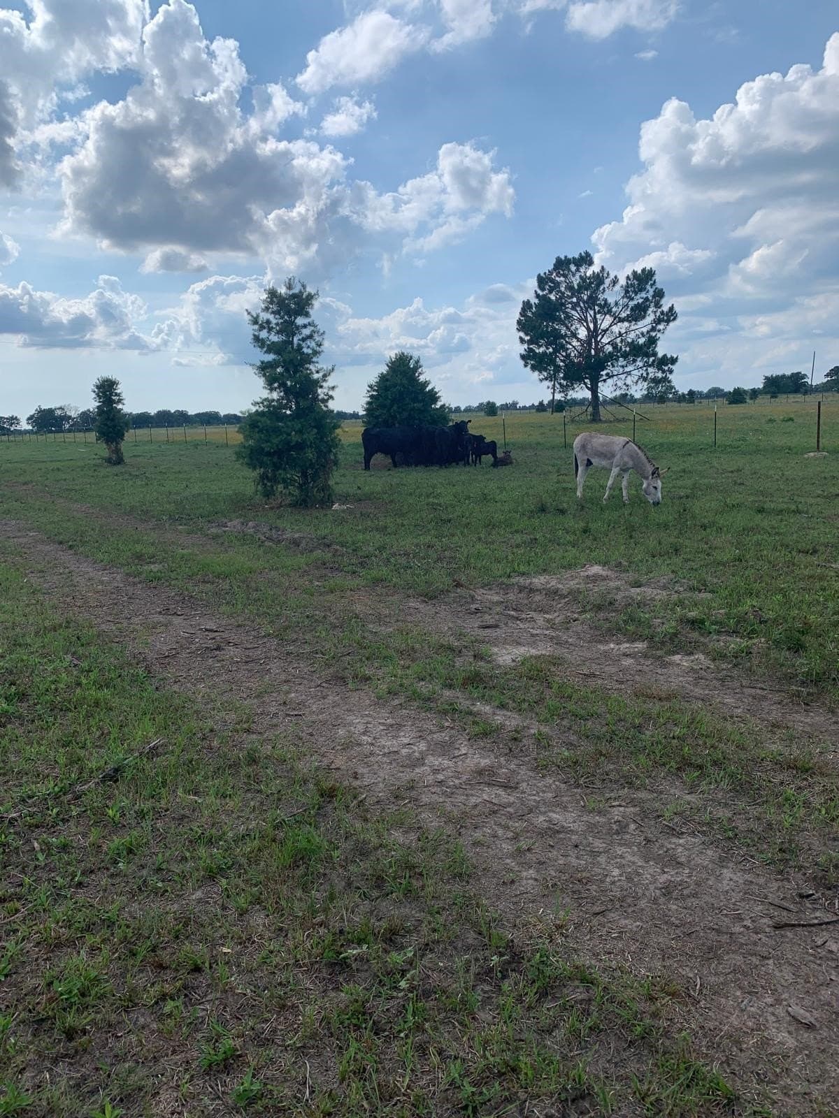 11 acres in Kaufman County gallery image 3