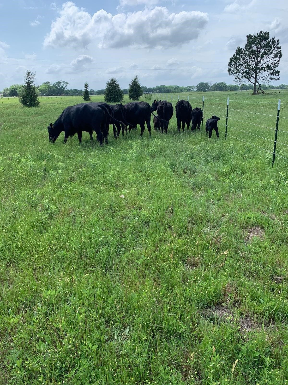 11 acres in Kaufman County - photo 16