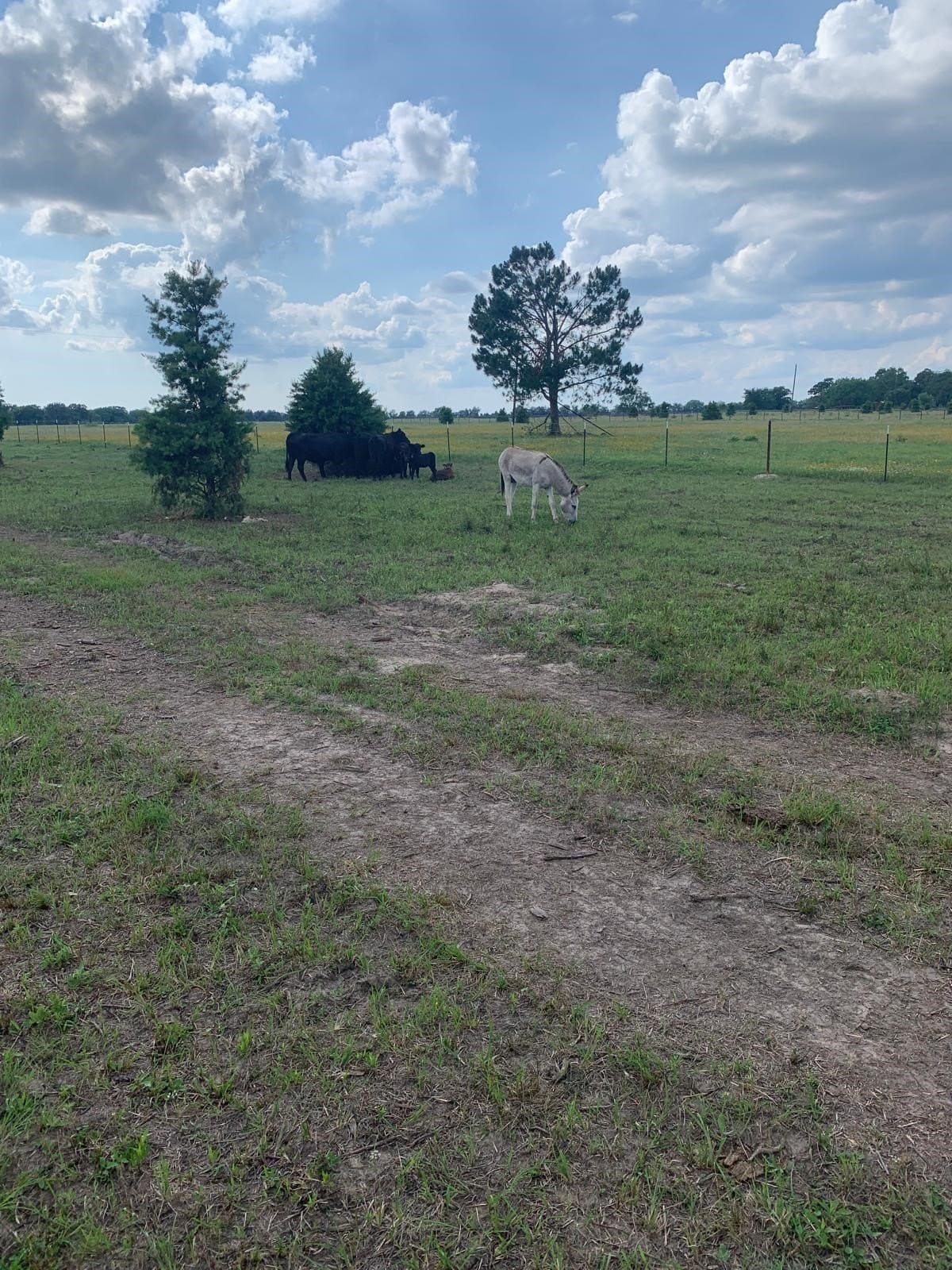 11 acres in Kaufman County - photo 11