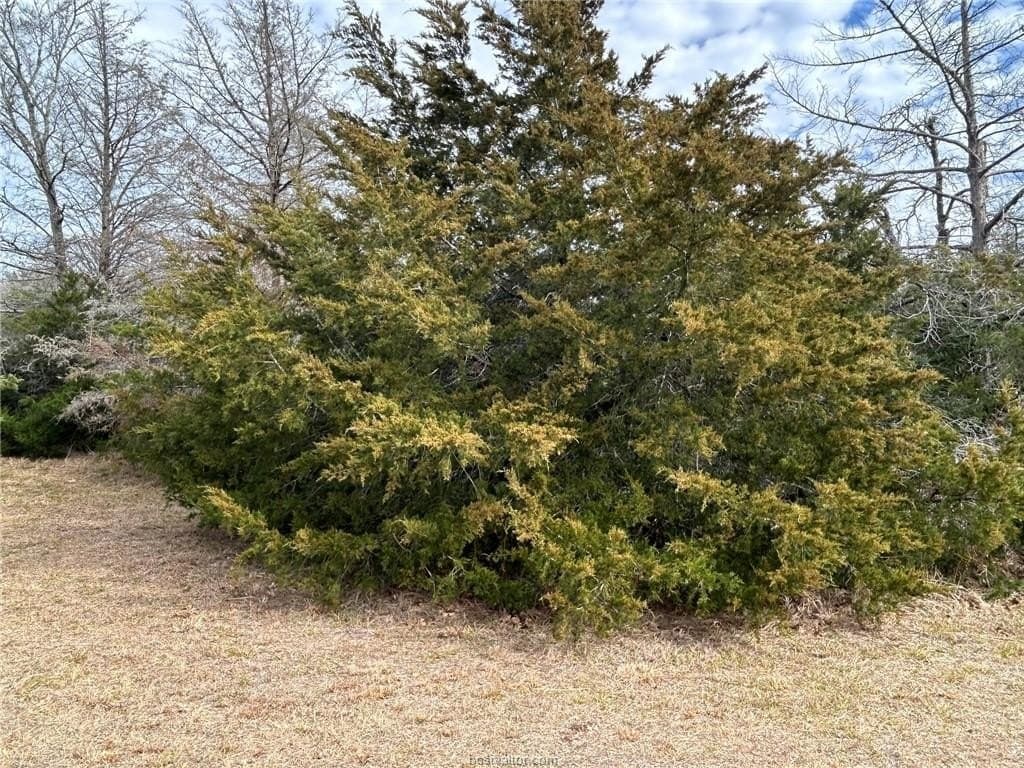 5.17 acres in Brazos County - photo 12