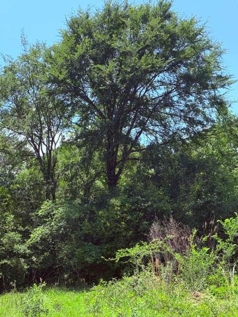 18 acres in Henderson County - photo 9