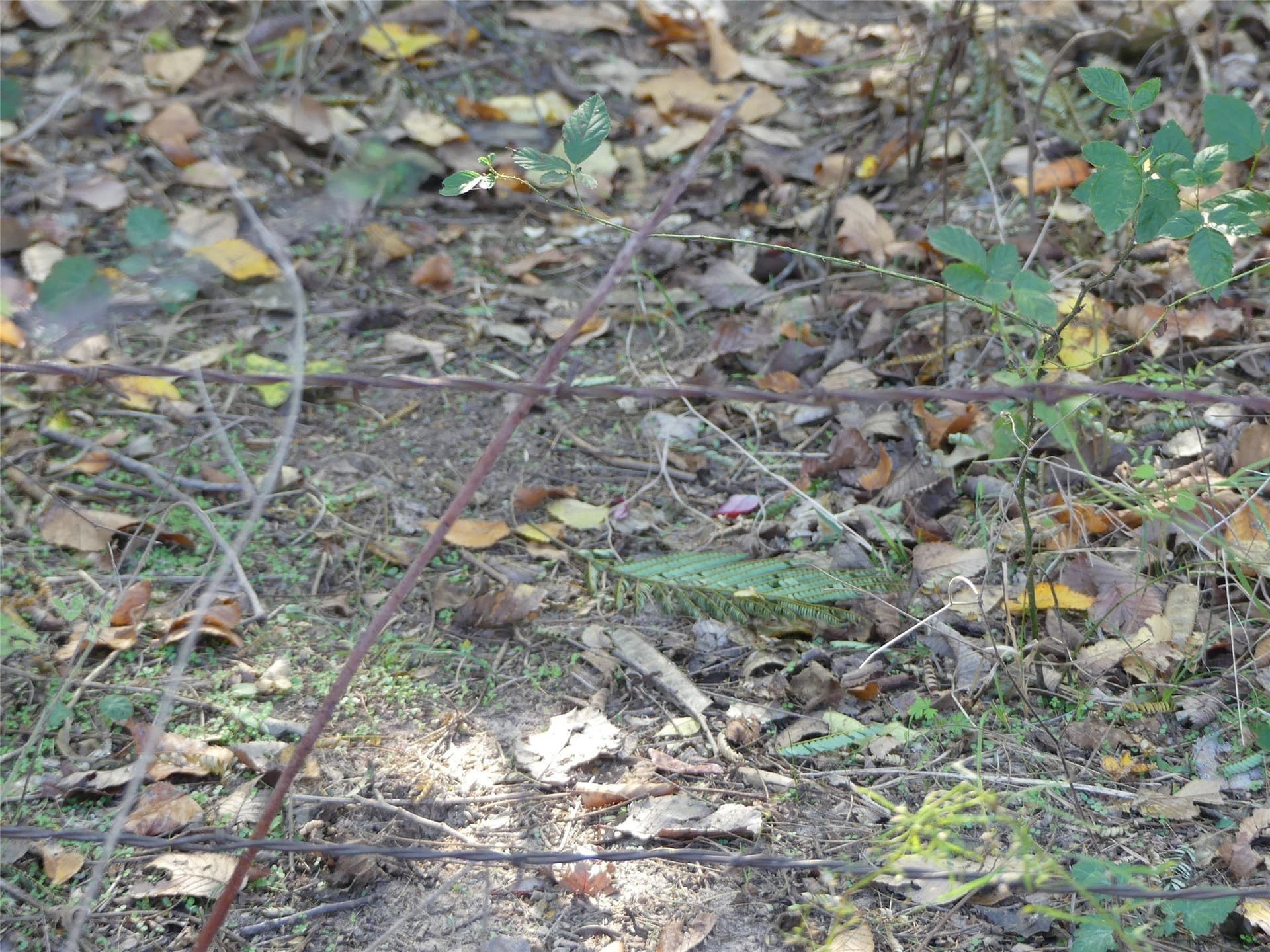 20 acres in Montague County - photo 16