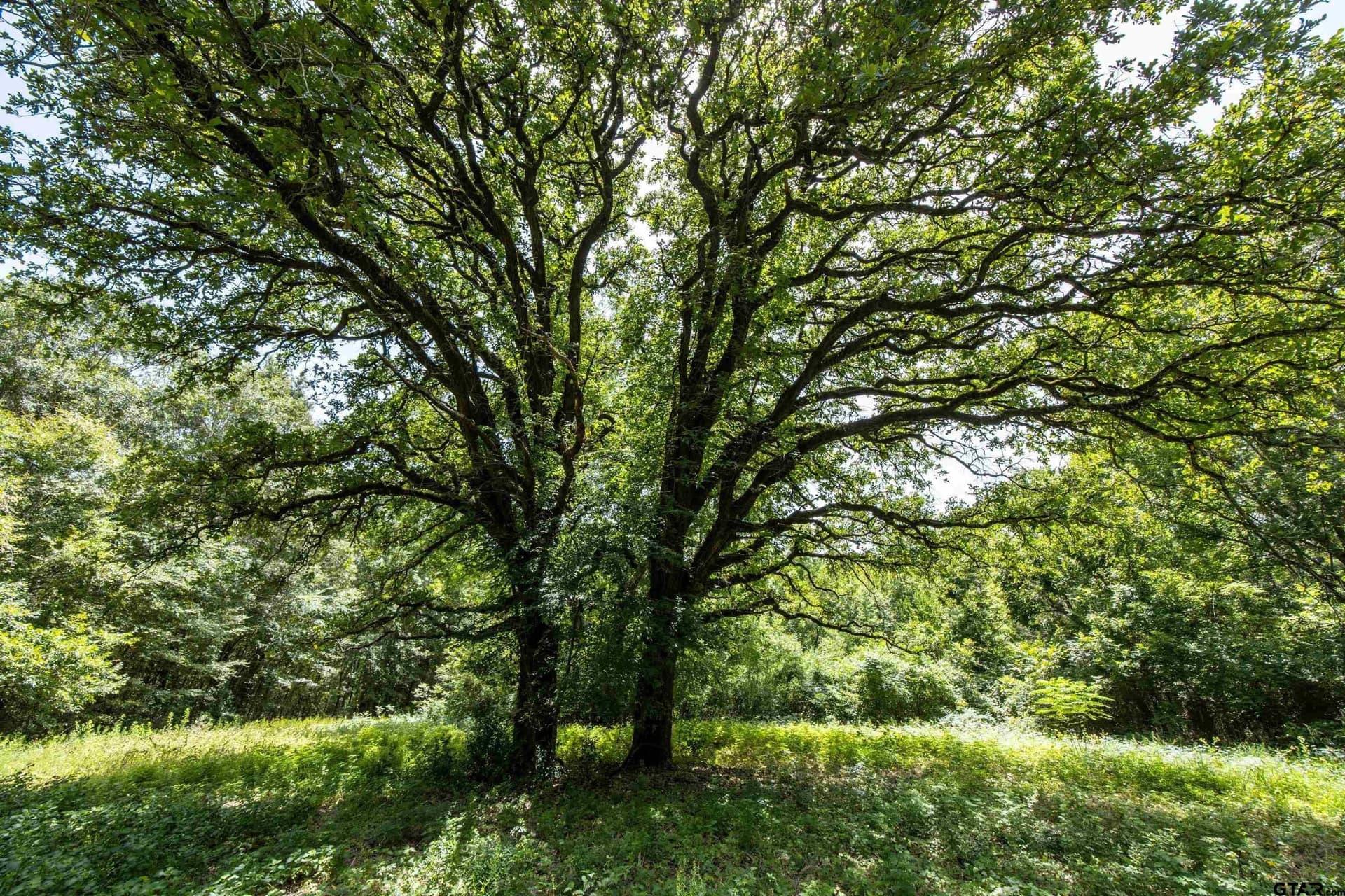 56 acres in Henderson County - photo 3