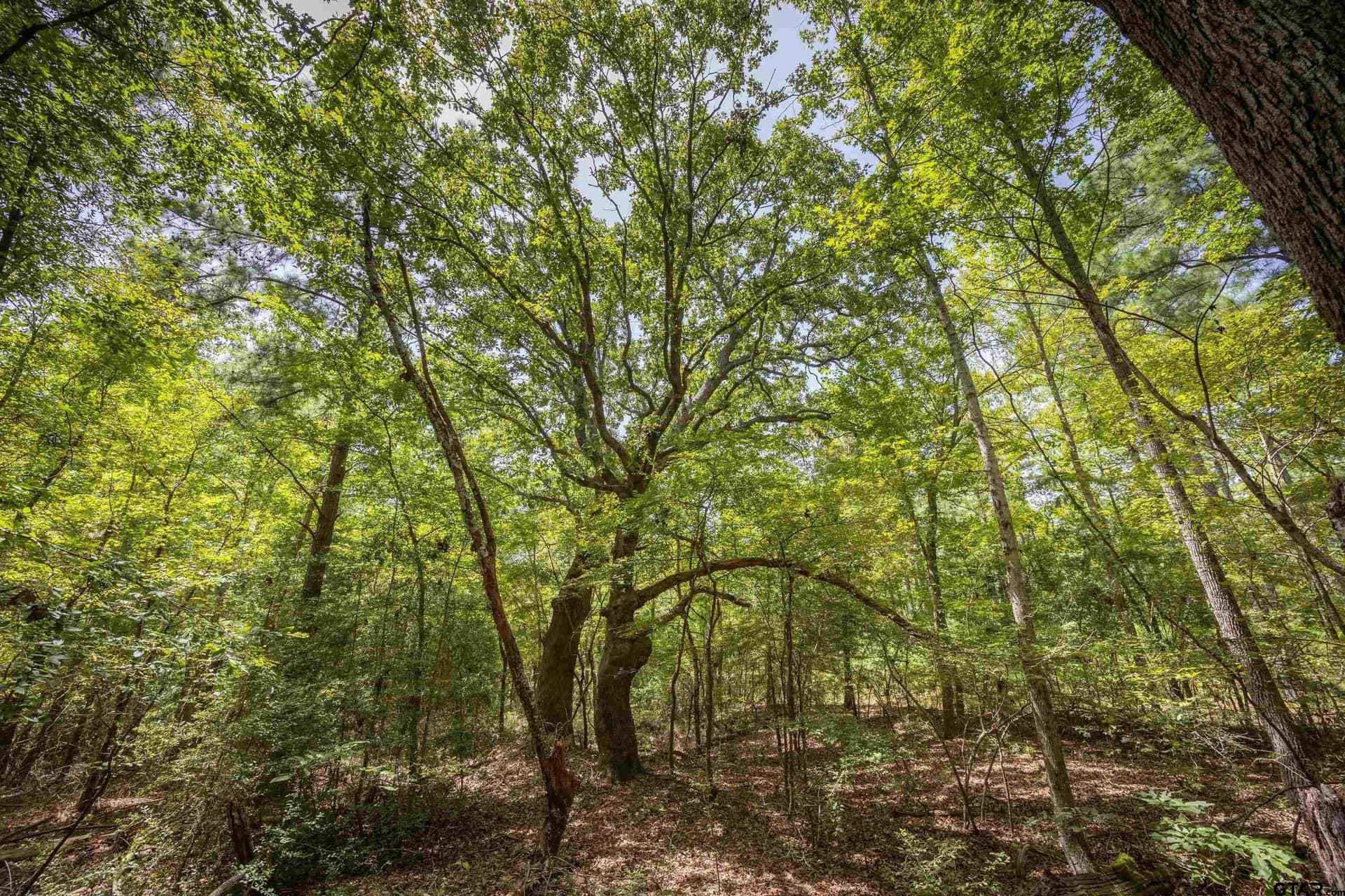 56 acres in Henderson County - photo 16