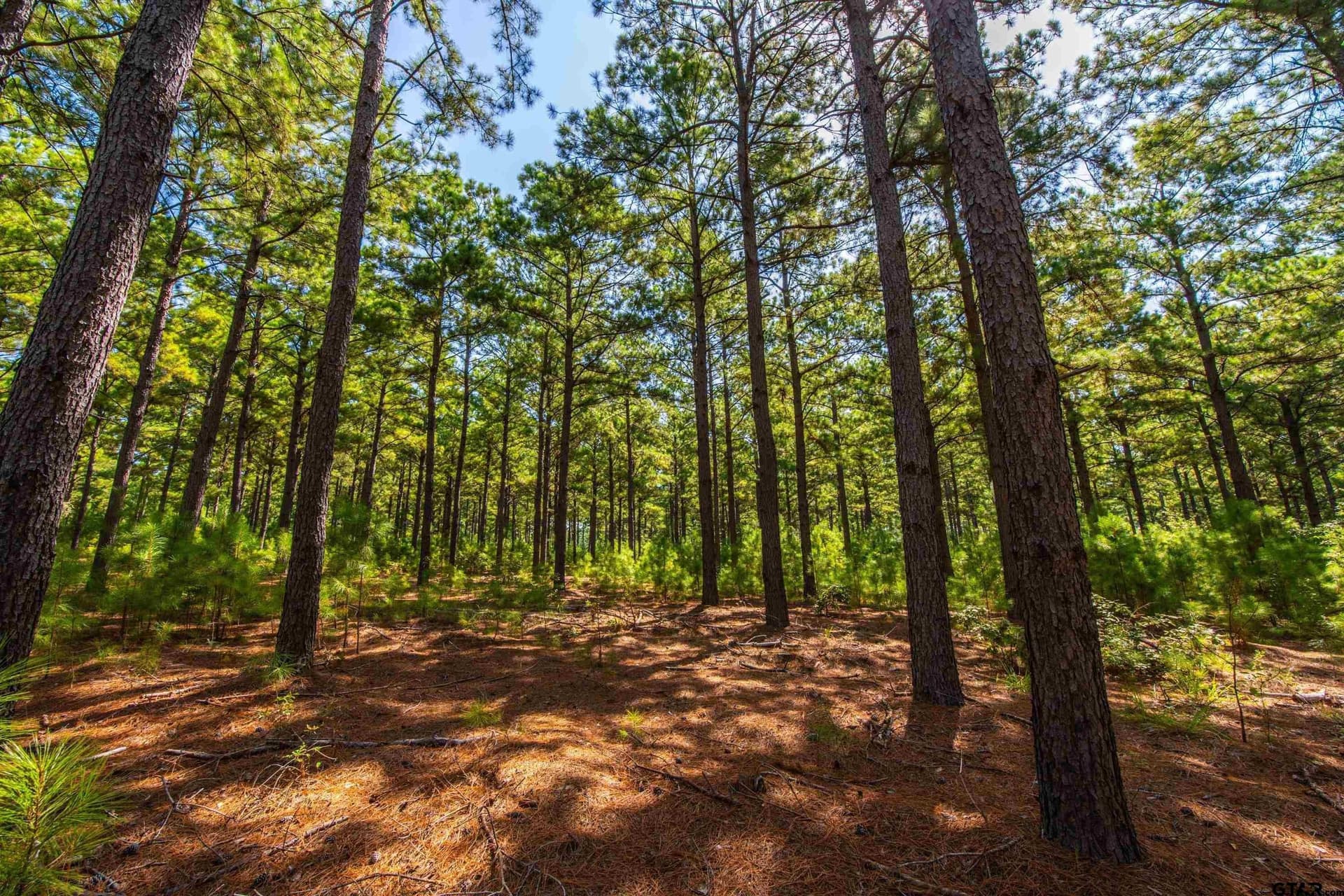 56 acres in Henderson County - photo 2