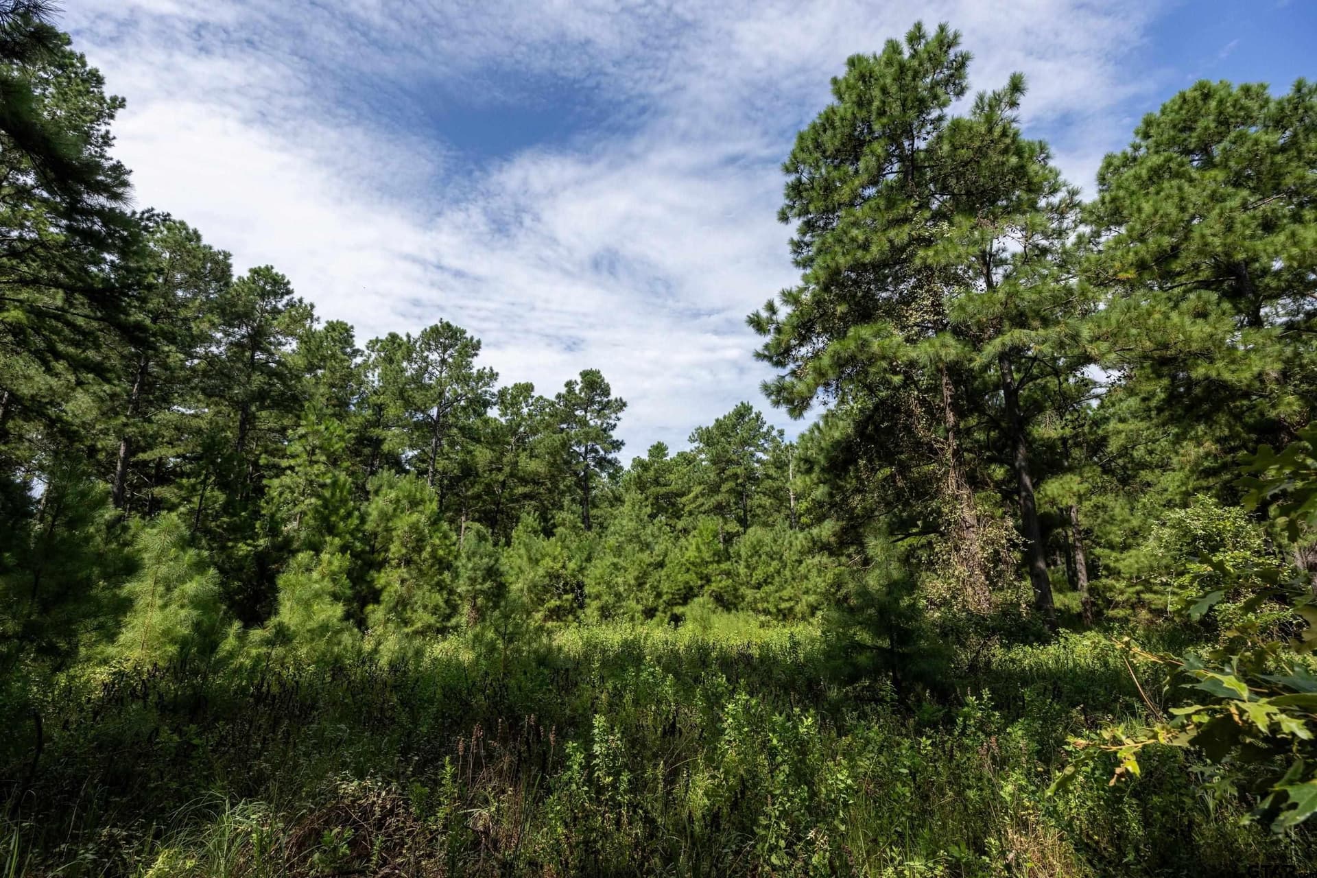 56 acres in Henderson County - photo 25
