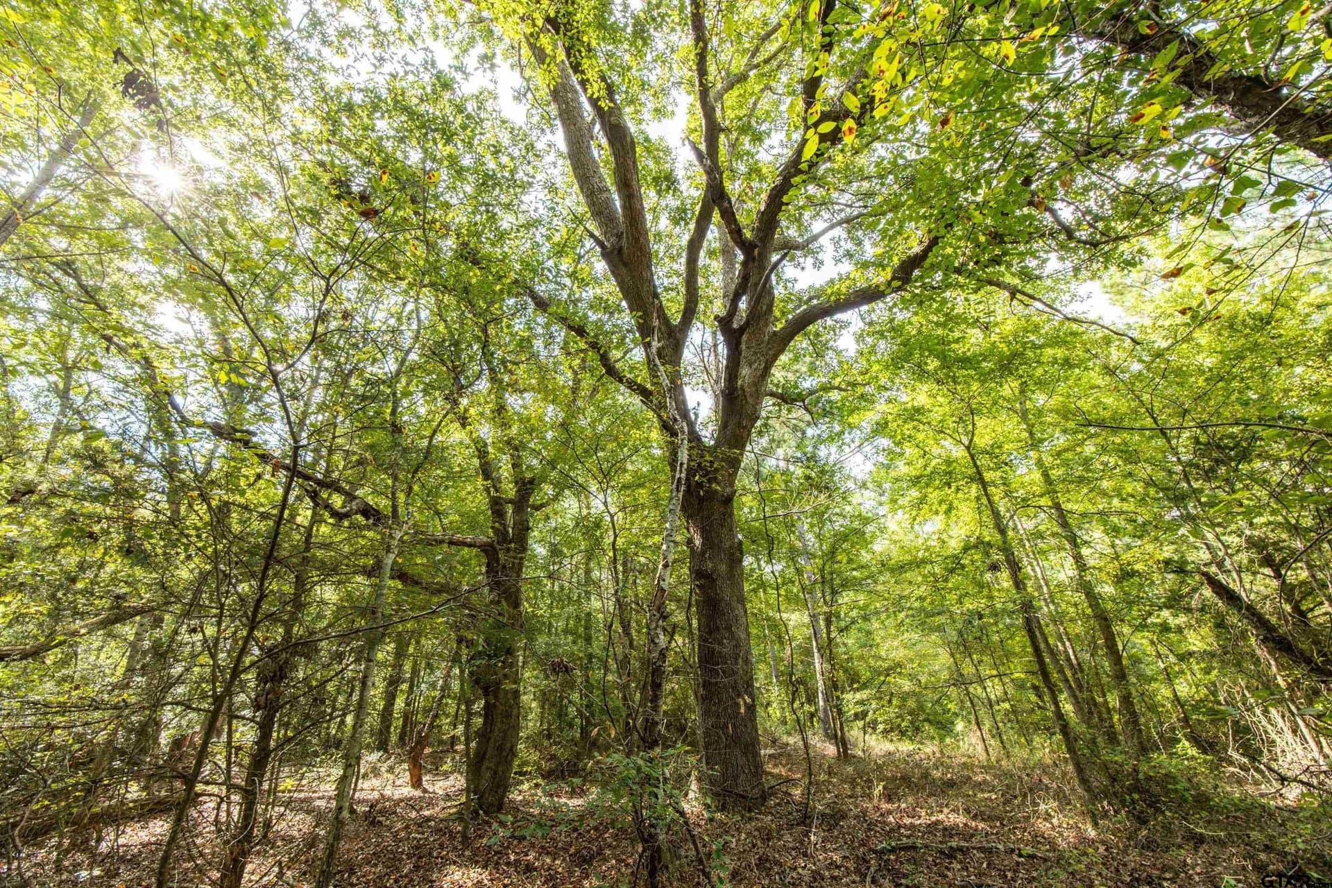 56 acres in Henderson County - photo 20