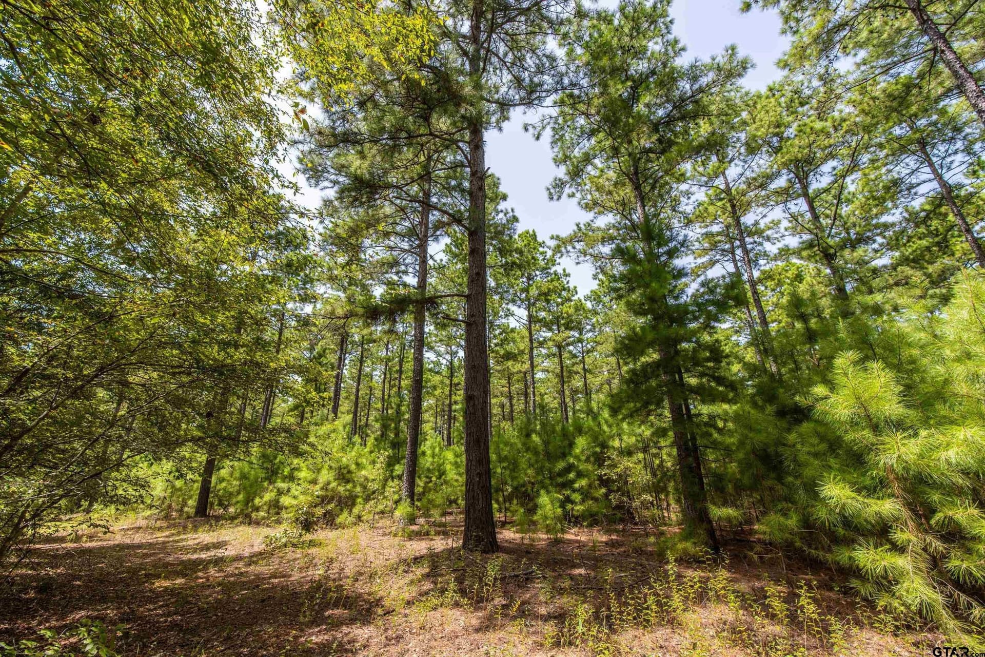 56 acres in Henderson County - photo 18