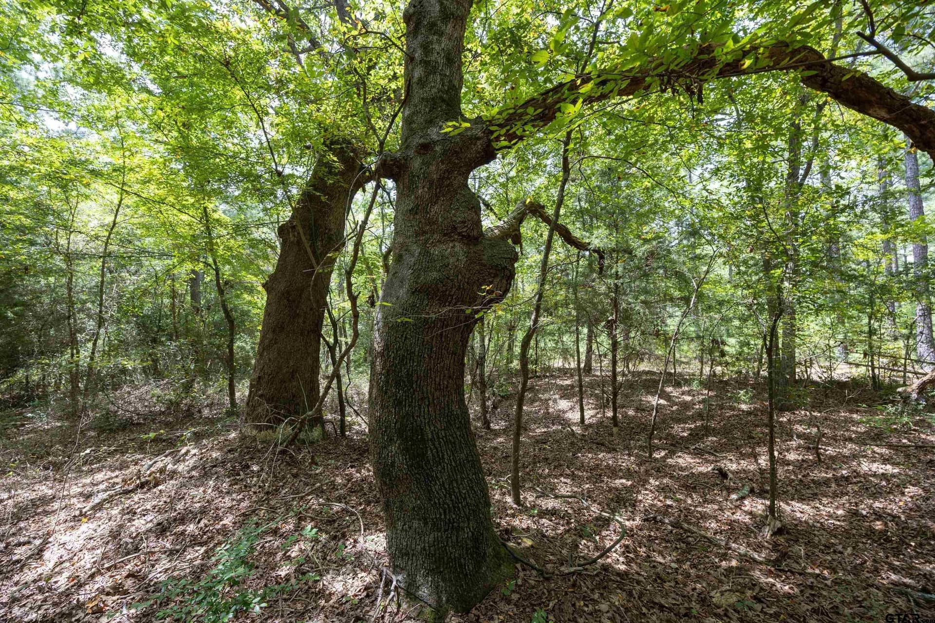 56 acres in Henderson County - photo 17