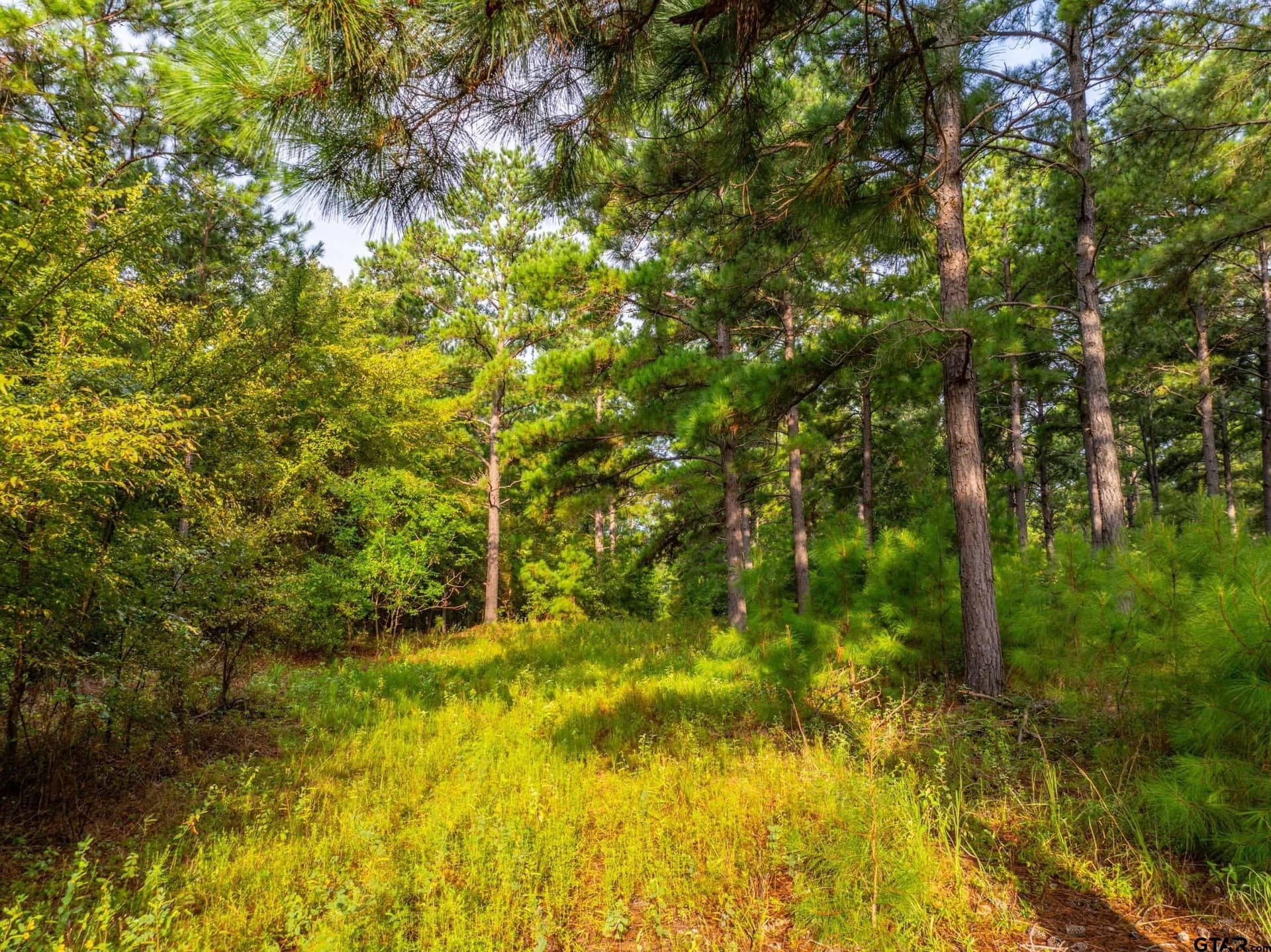 56 acres in Henderson County - photo 14