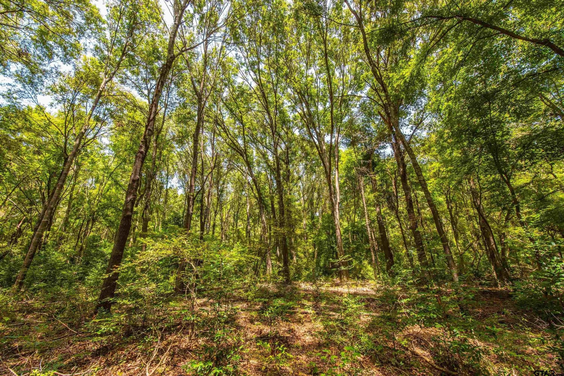 56 acres in Henderson County - photo 19