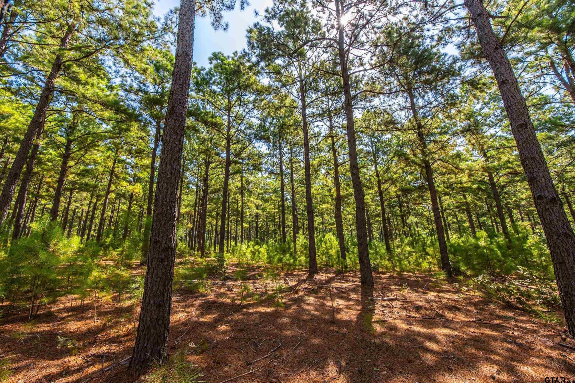 56 acres in Henderson County - photo 24