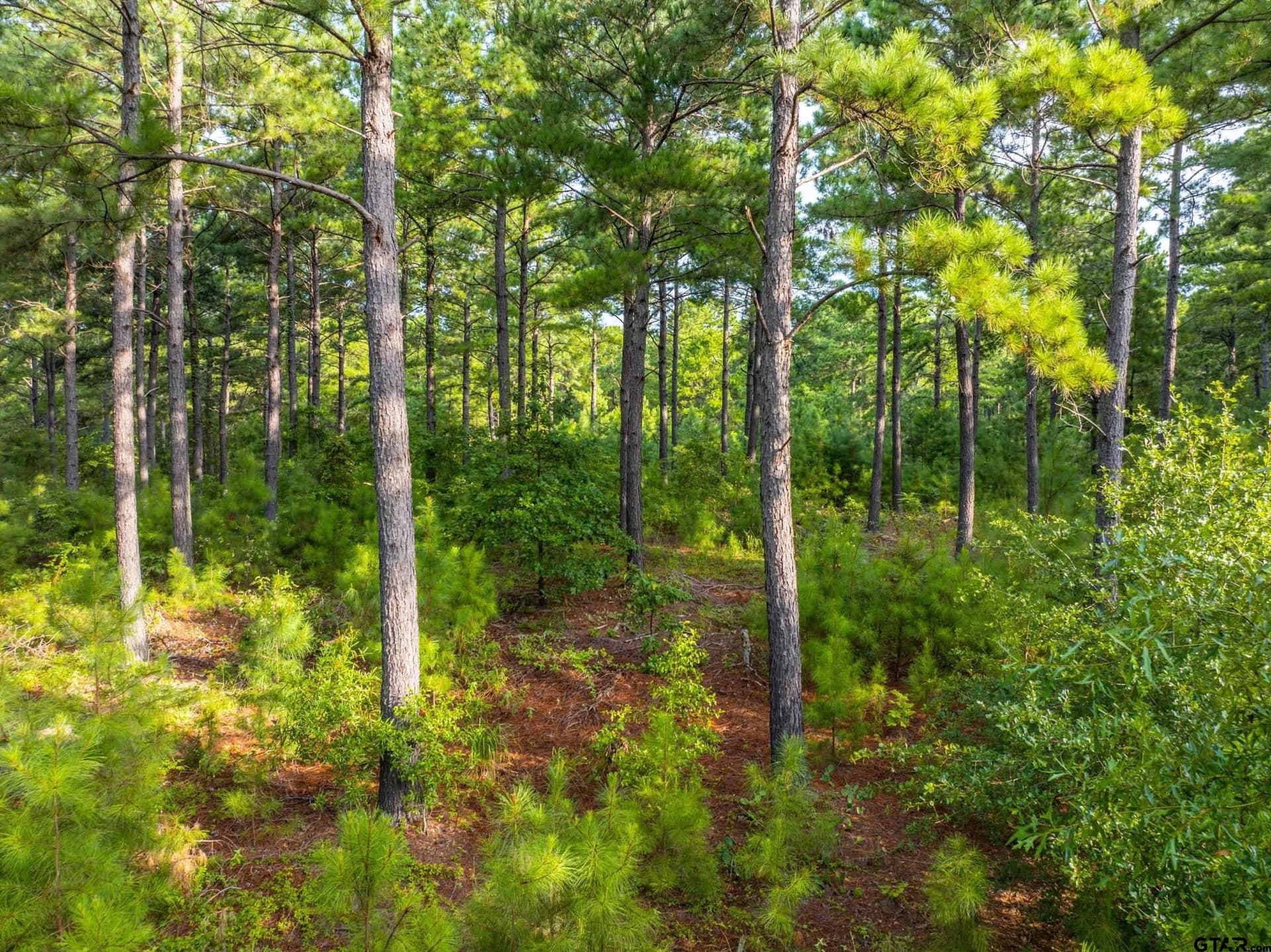 56 acres in Henderson County - photo 13