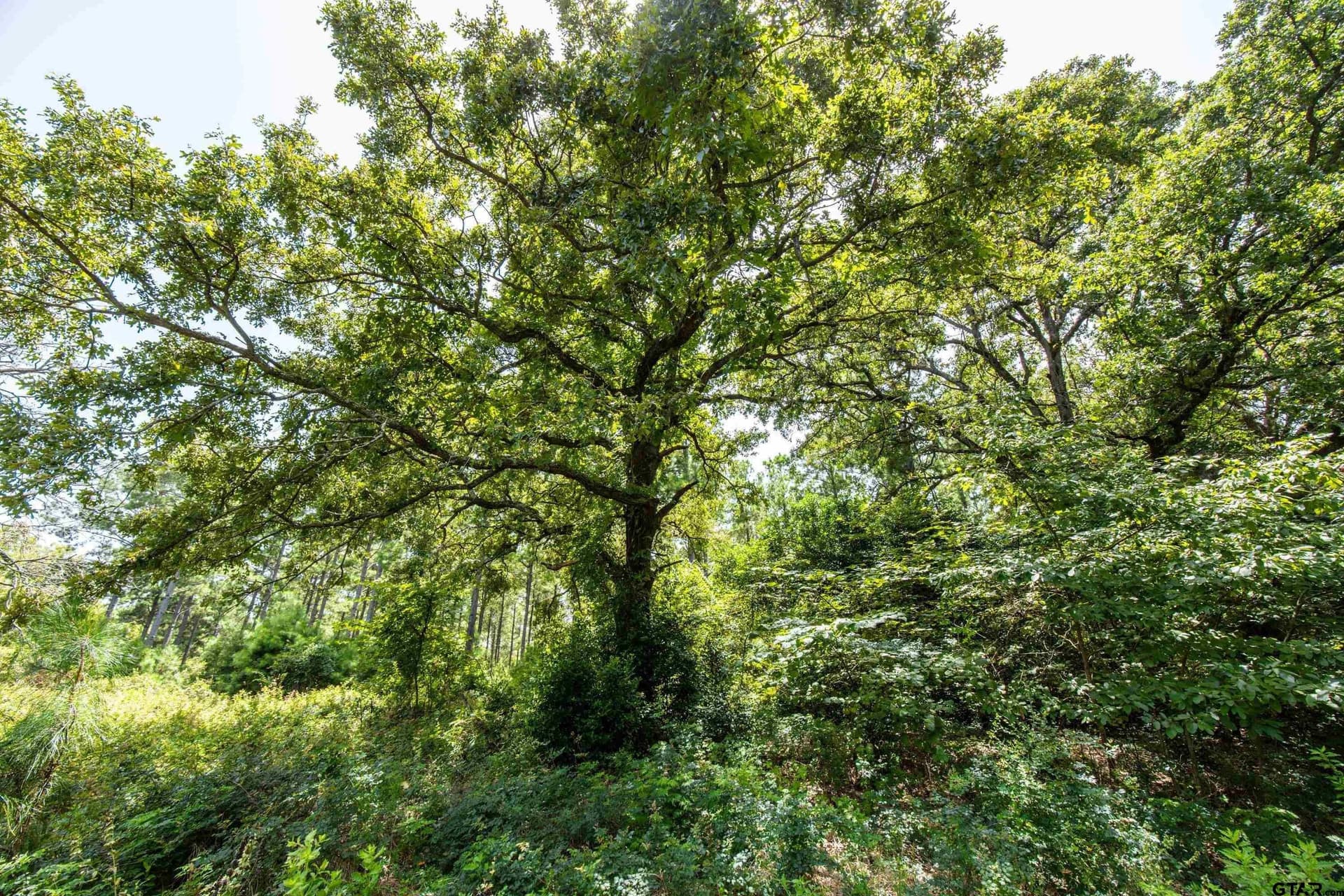 56 acres in Henderson County - photo 15