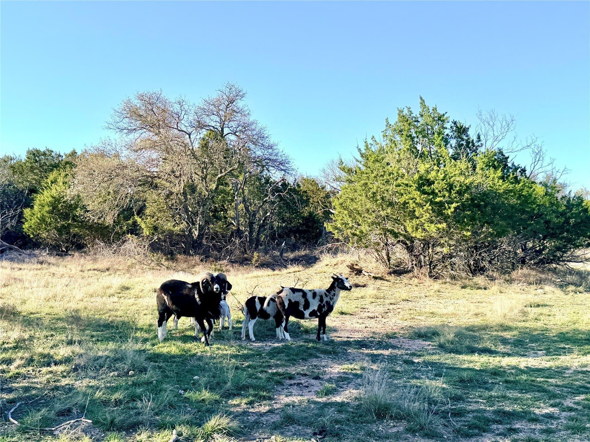 33.25 acres in Mills County - photo 3