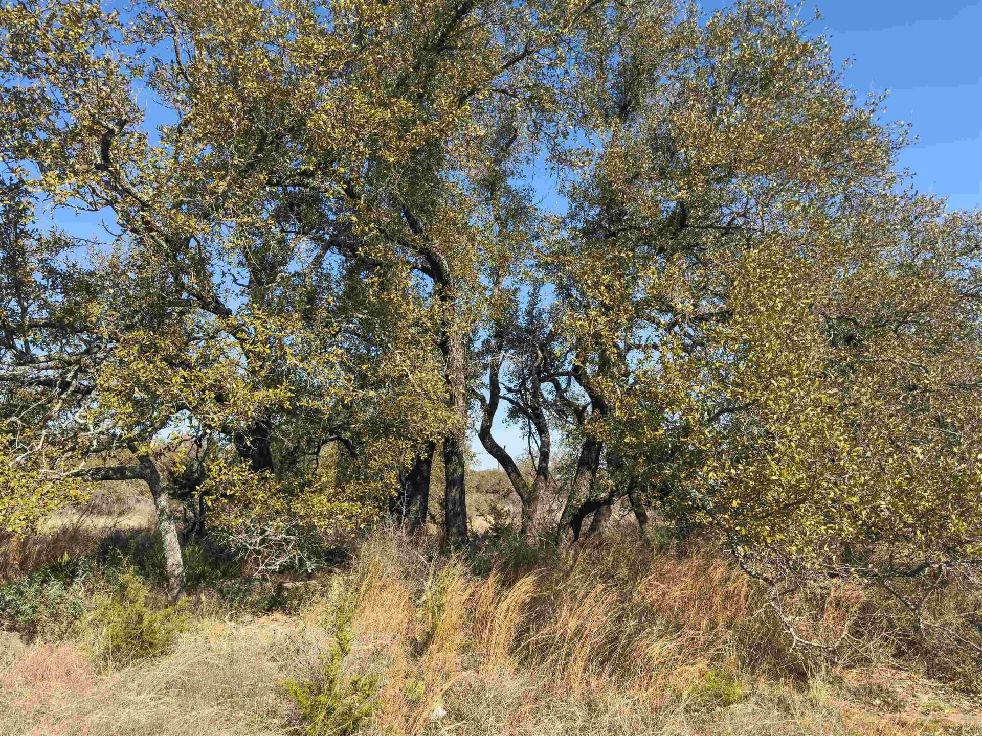 5.02 acres in Blanco County - photo 29