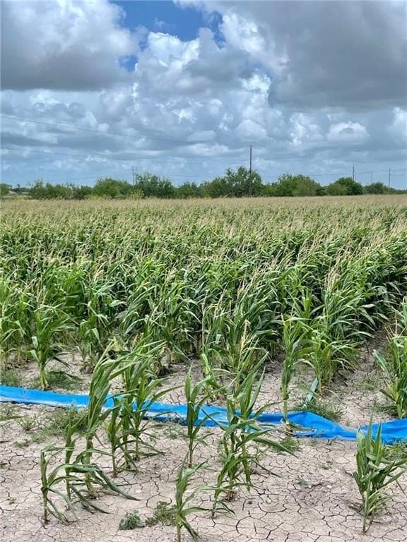 5.5 acres in Hidalgo County gallery image 2