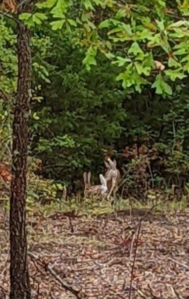 10 acres in Van Zandt County gallery image 2