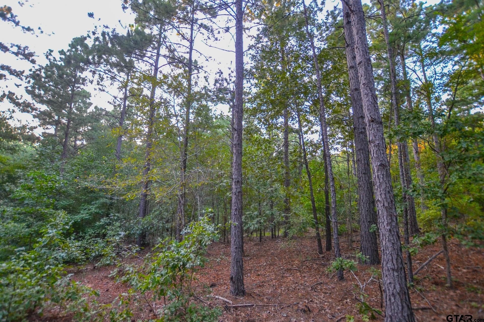 23.2 acres in Henderson County - photo 10
