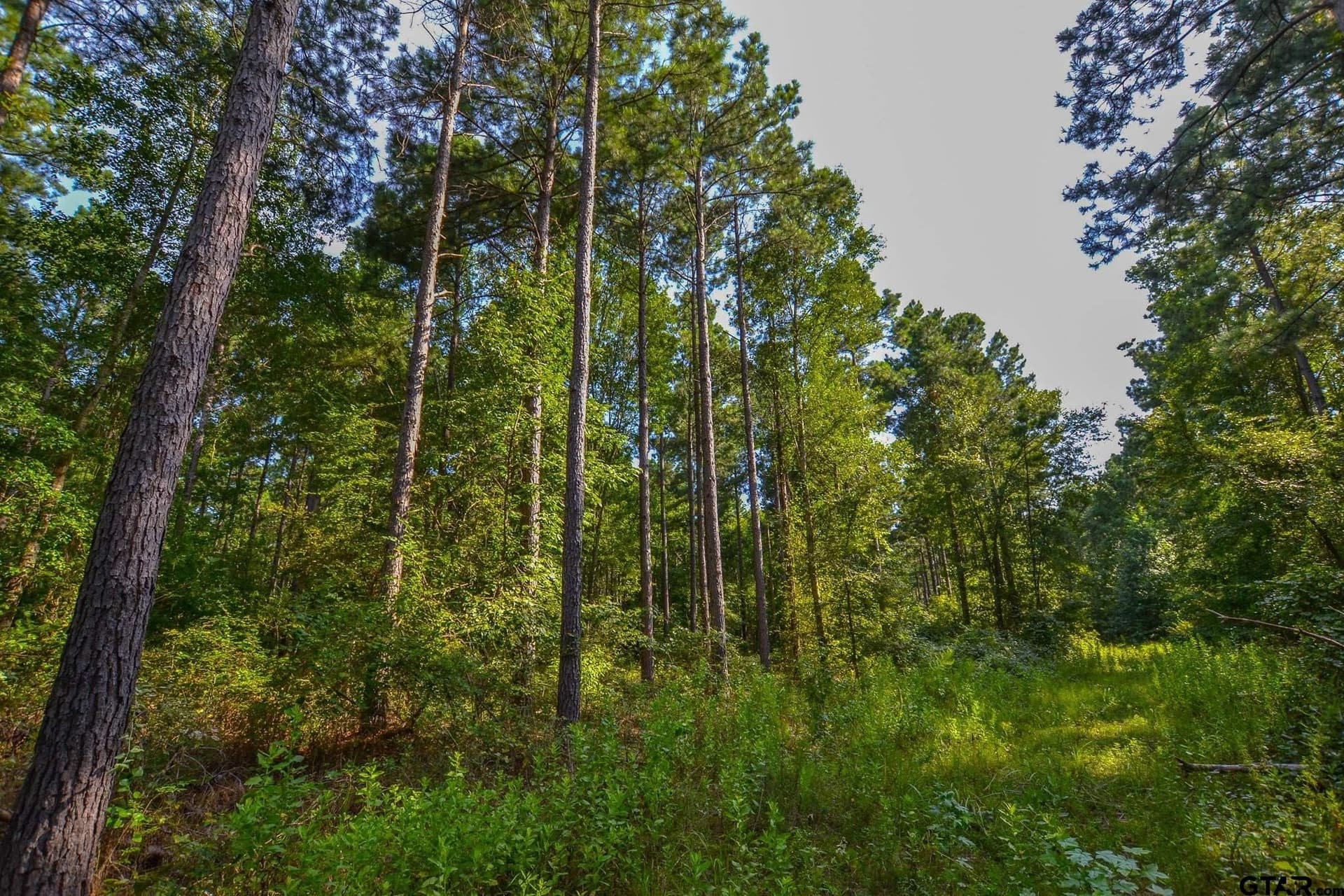 23.2 acres in Henderson County - photo 7