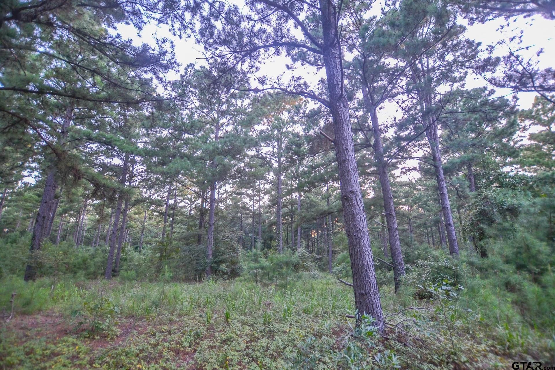 23.2 acres in Henderson County - photo 13