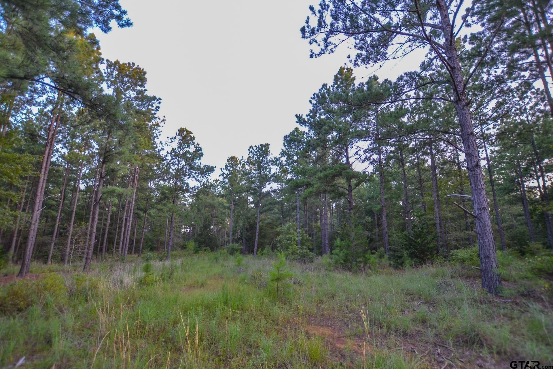 23.2 acres in Henderson County - photo 11