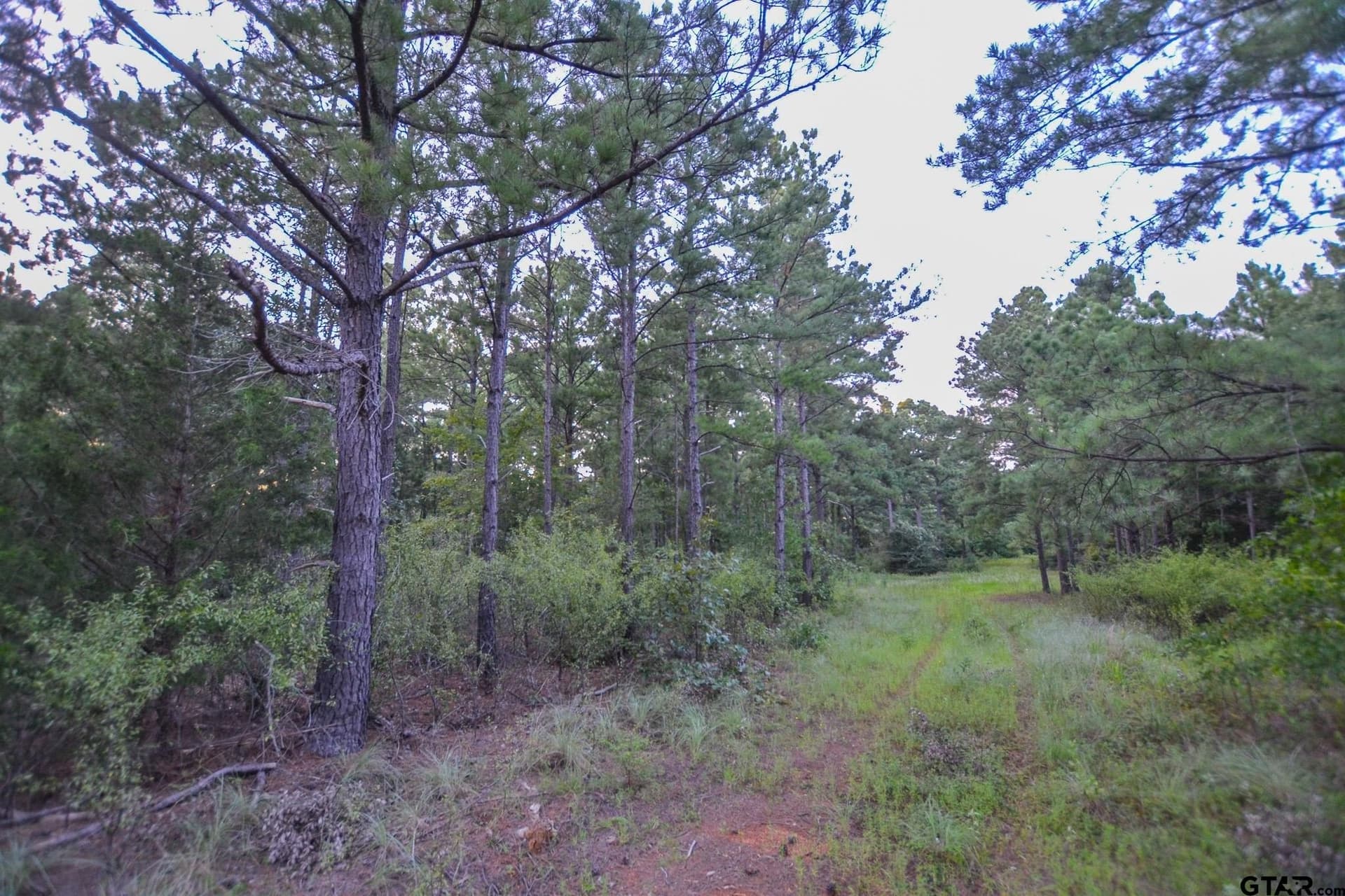 23.2 acres in Henderson County - photo 14