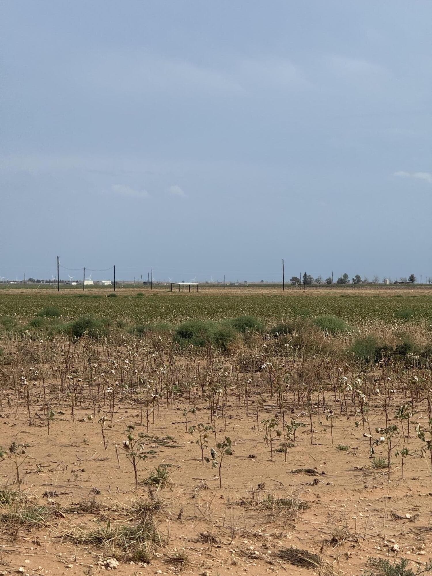 50 acres in Lynn County - photo 5