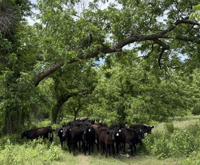 851.64 acres in Erath County - photo 17