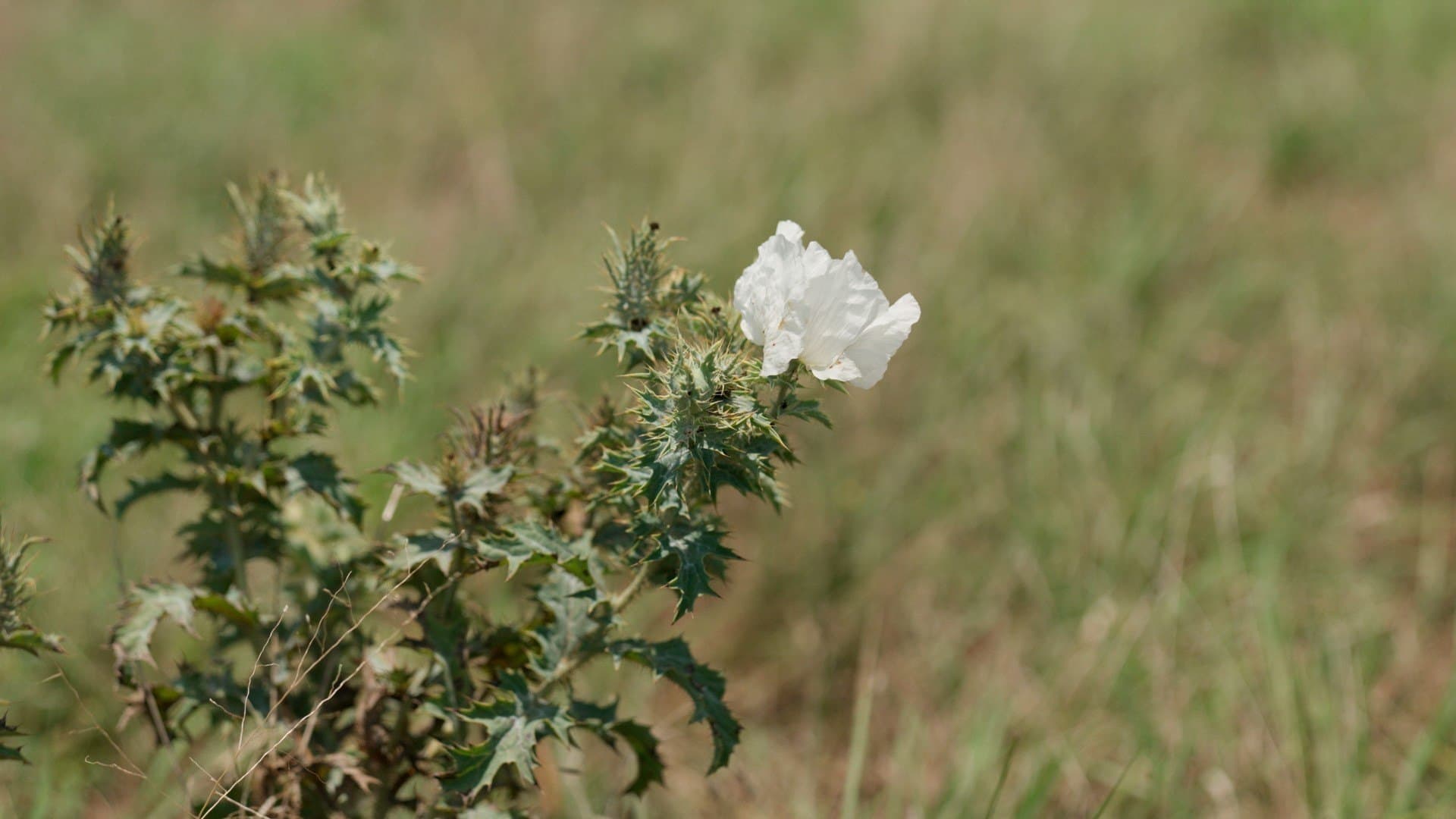 145.26 acres in McLennan County - photo 9