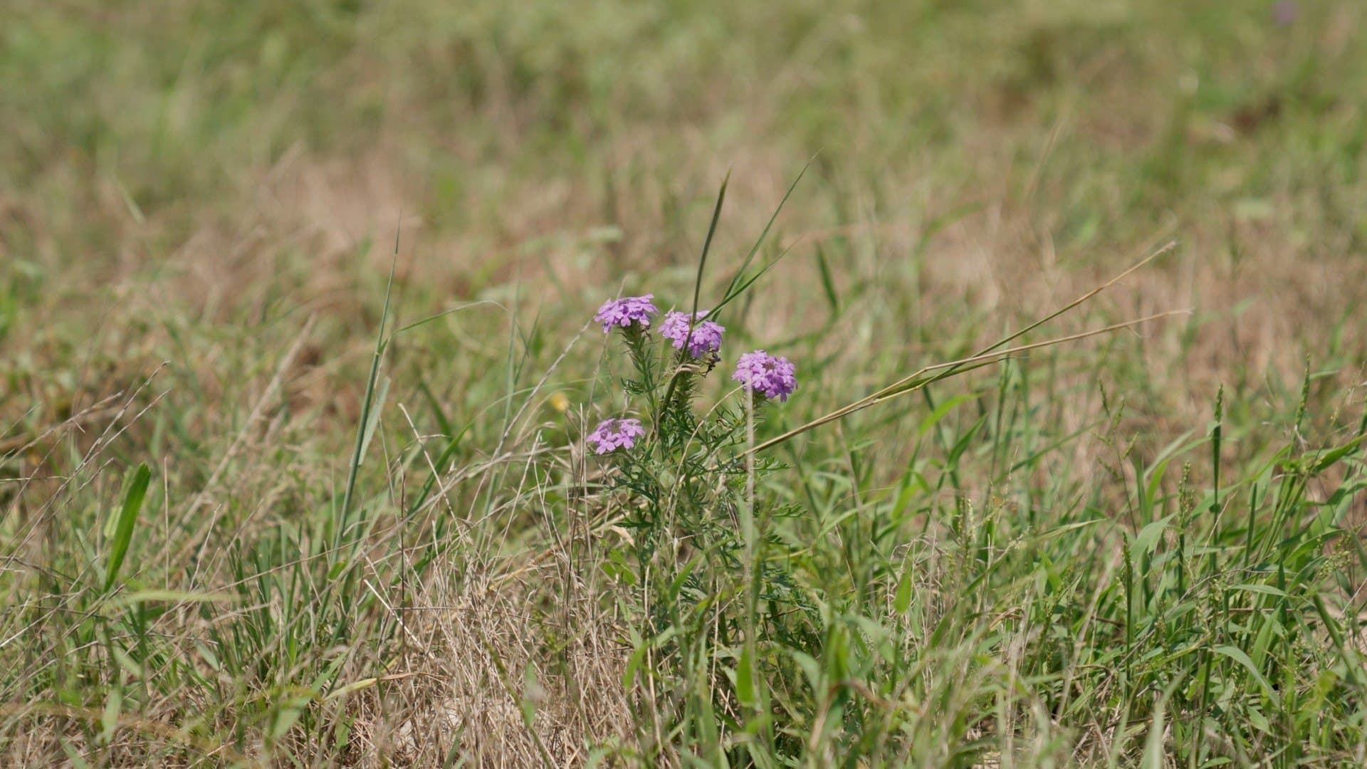 145.26 acres in McLennan County - photo 10