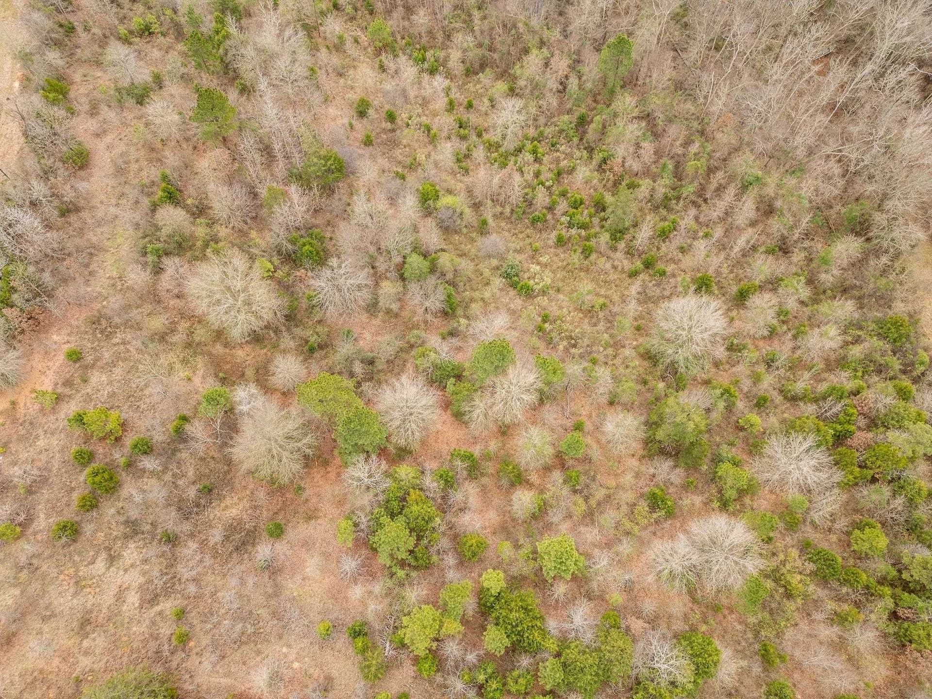 20 acres in Texas County featured view
