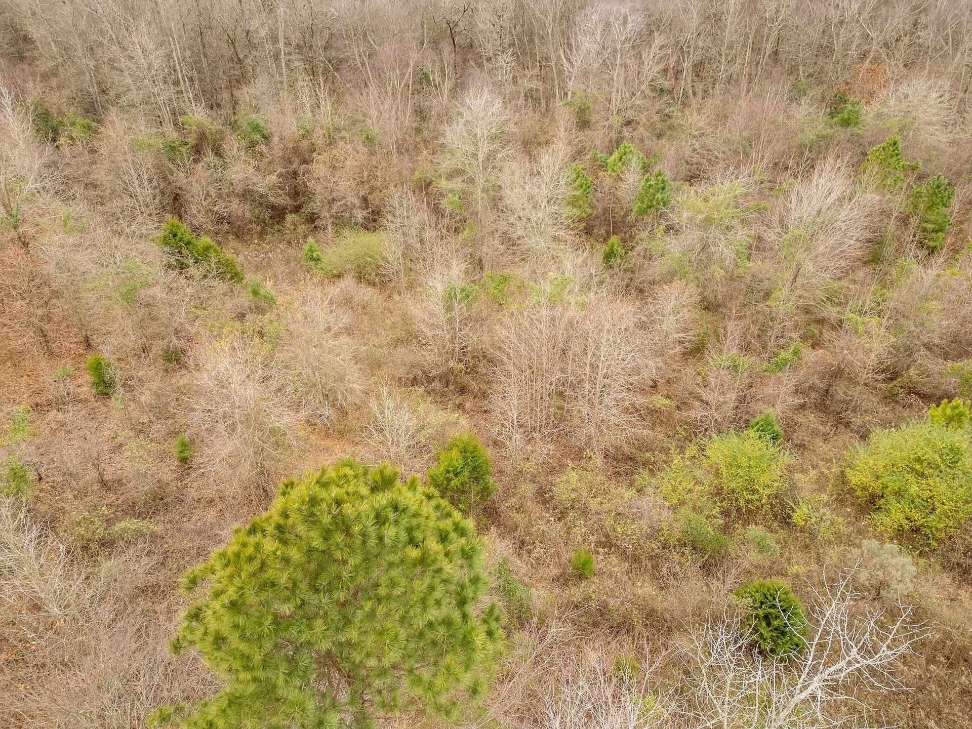20 acres in Texas County - photo 8