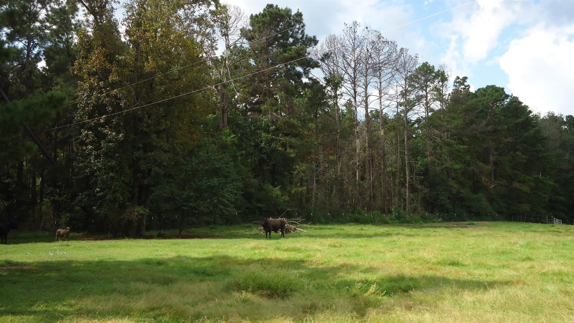 18 acres in Texas County - photo 16