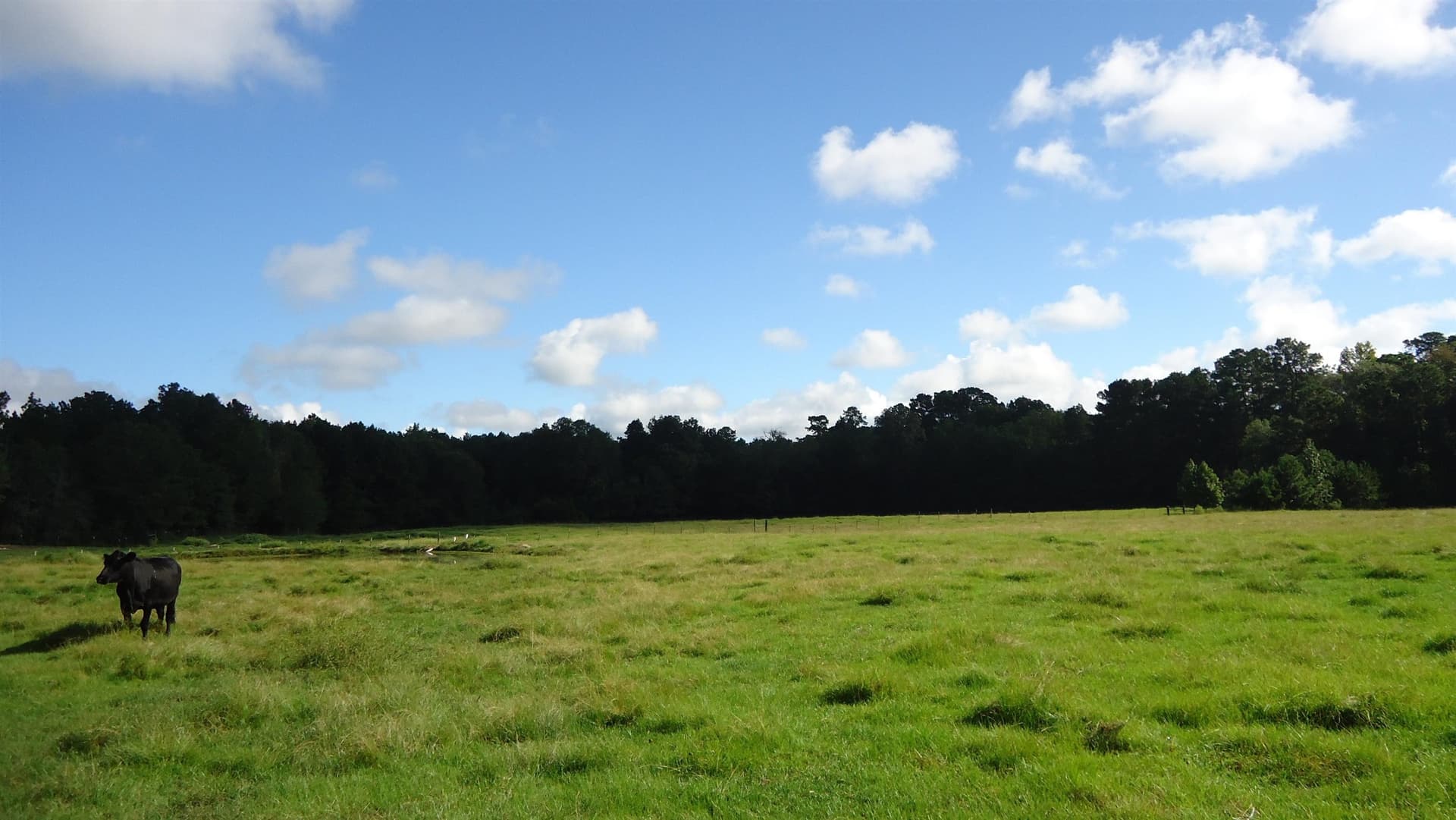 18 acres in Texas County gallery image 4