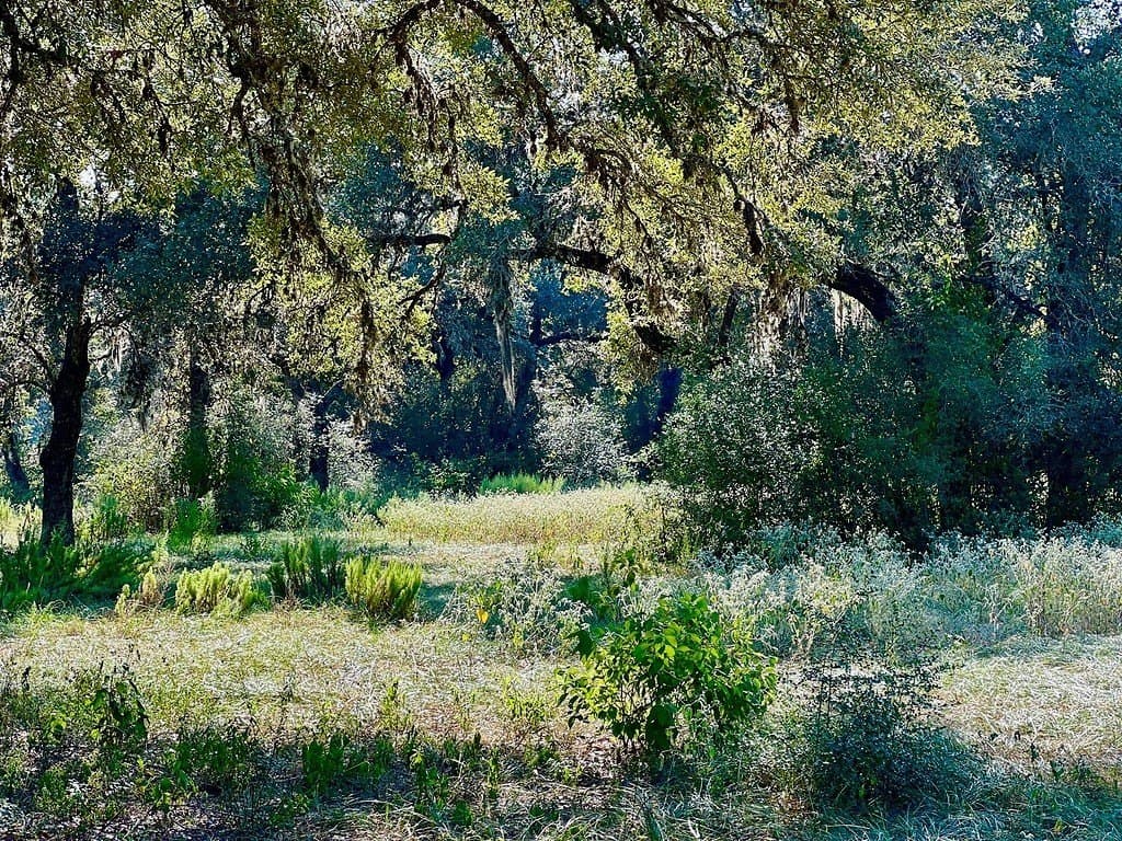 20 acres in Colorado County gallery image 2