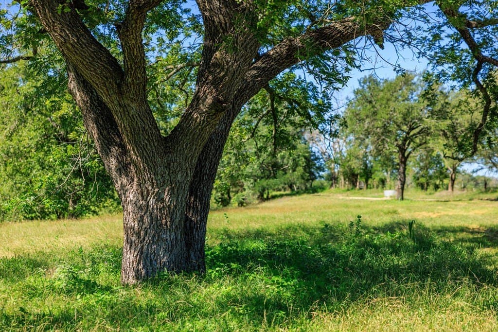 113.96 acres in Blanco County - photo 22