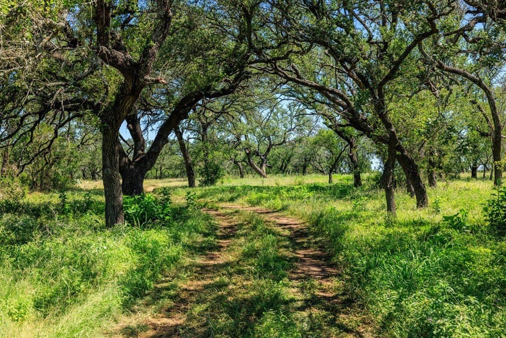 113.96 acres in Blanco County - photo 42