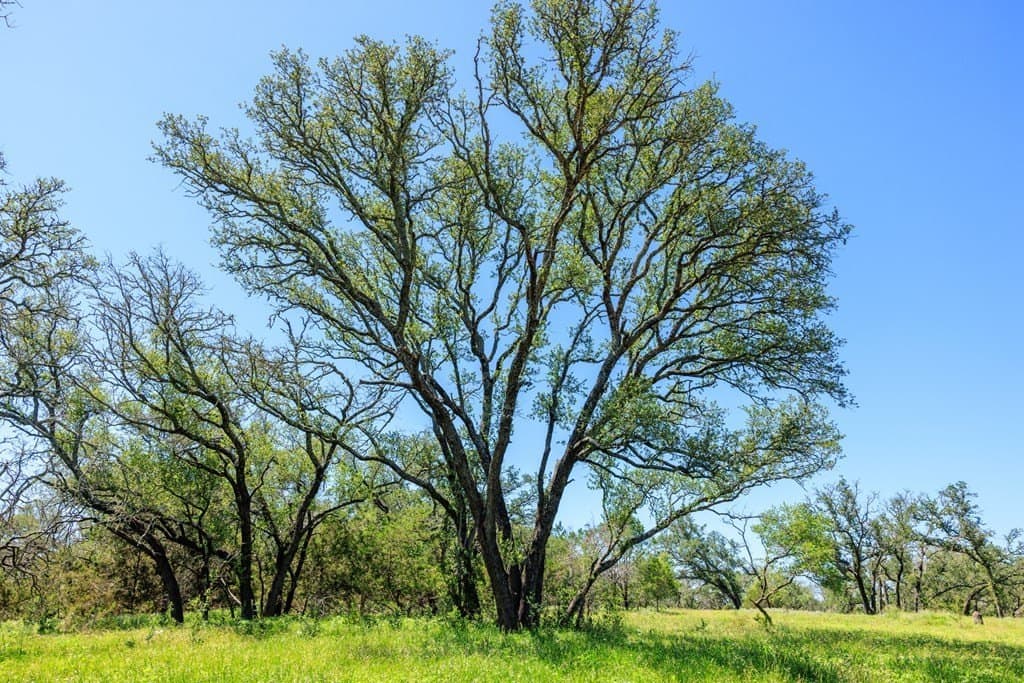113.96 acres in Blanco County - photo 52