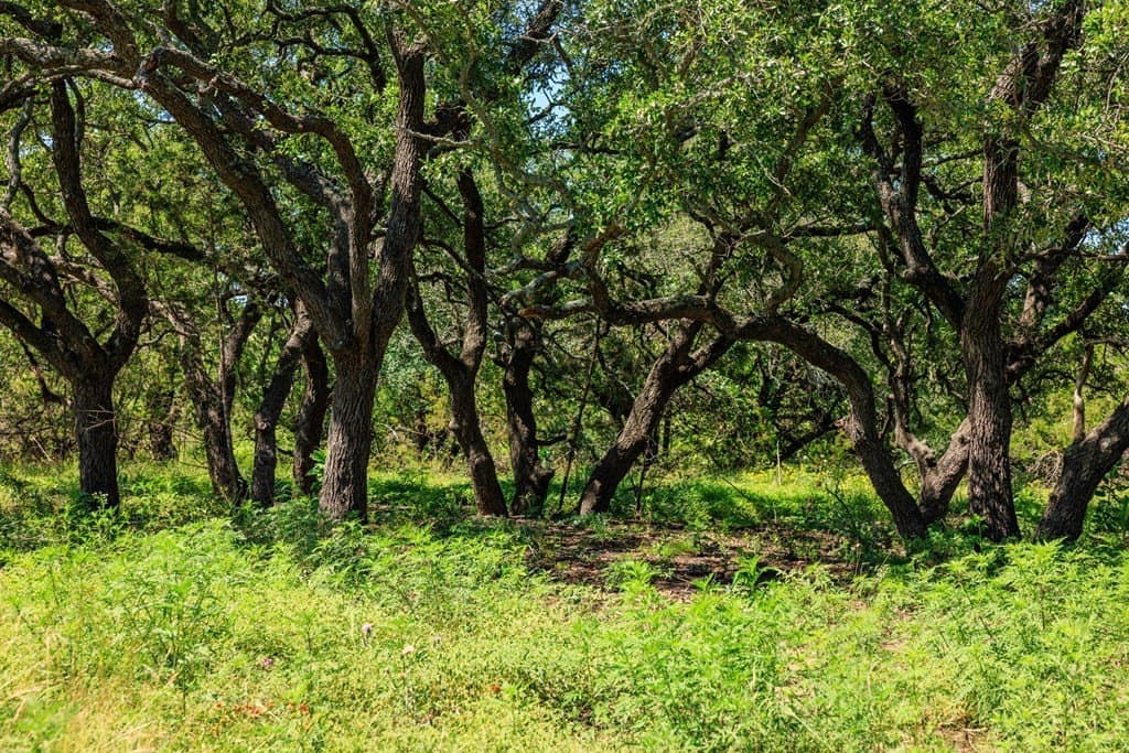 113.96 acres in Blanco County - photo 41