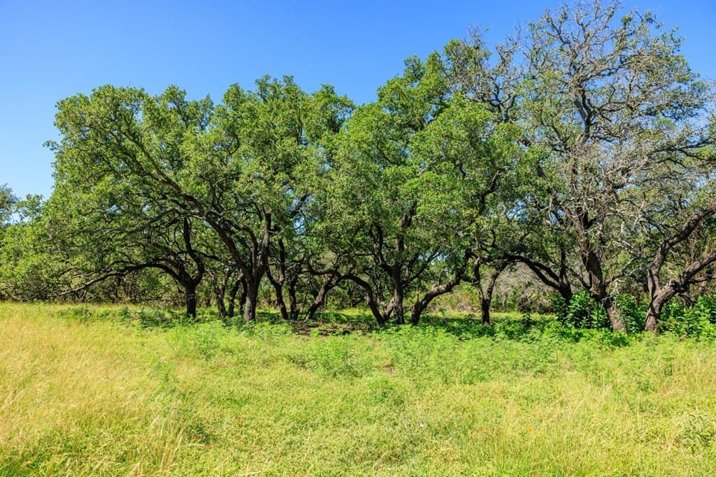 113.96 acres in Blanco County - photo 40