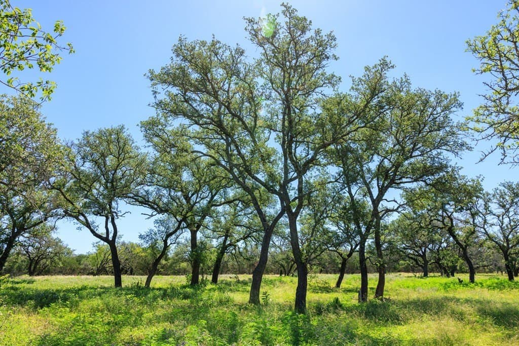 113.96 acres in Blanco County - photo 43