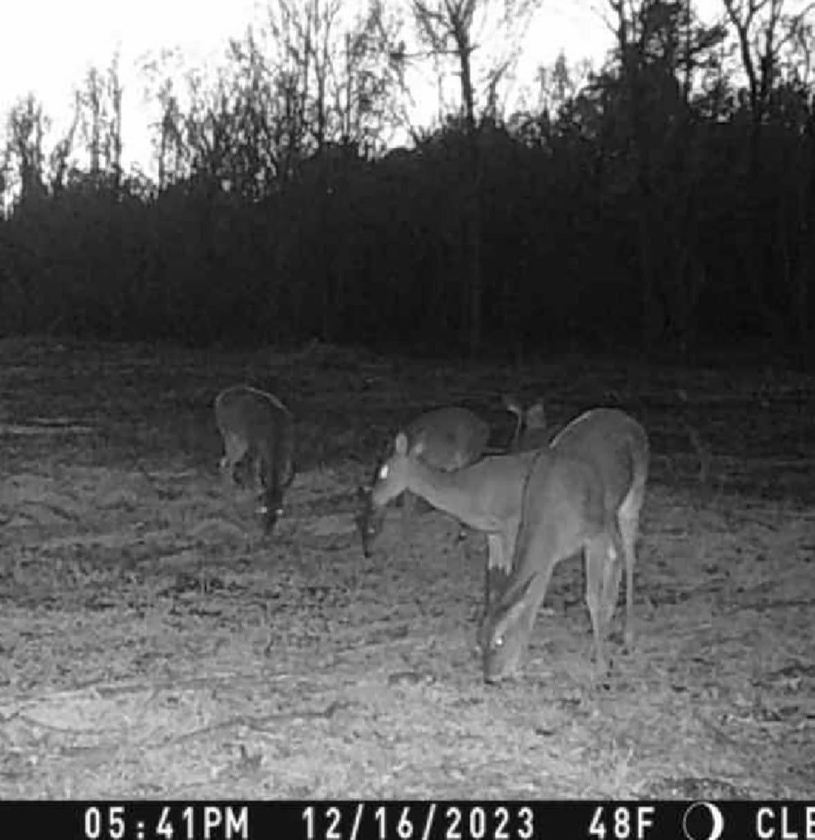 43 acres in Red River (TX) County - photo 22