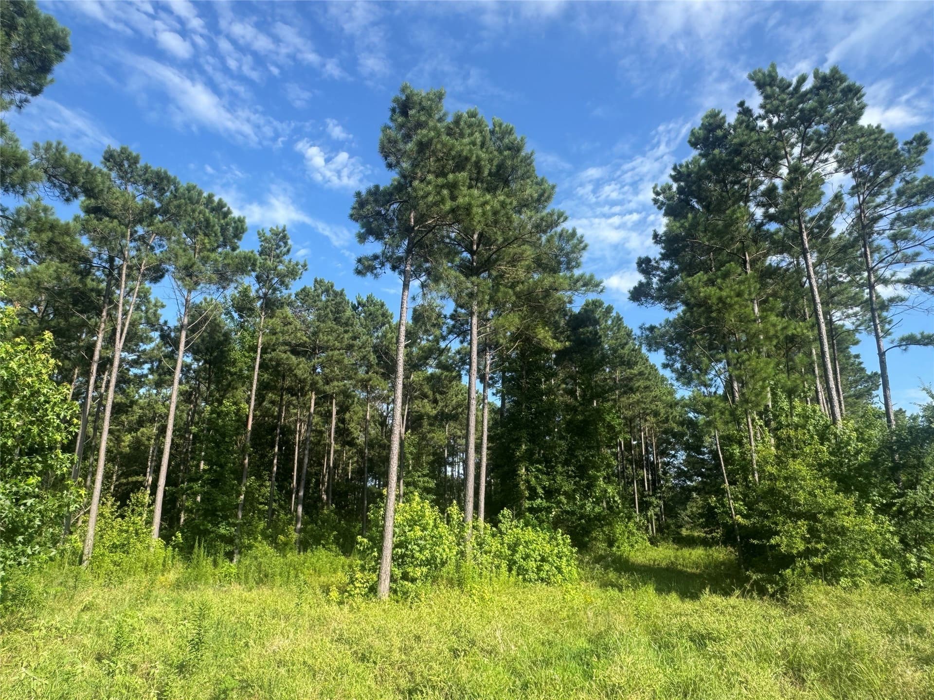 43 acres in Red River (TX) County - photo 11