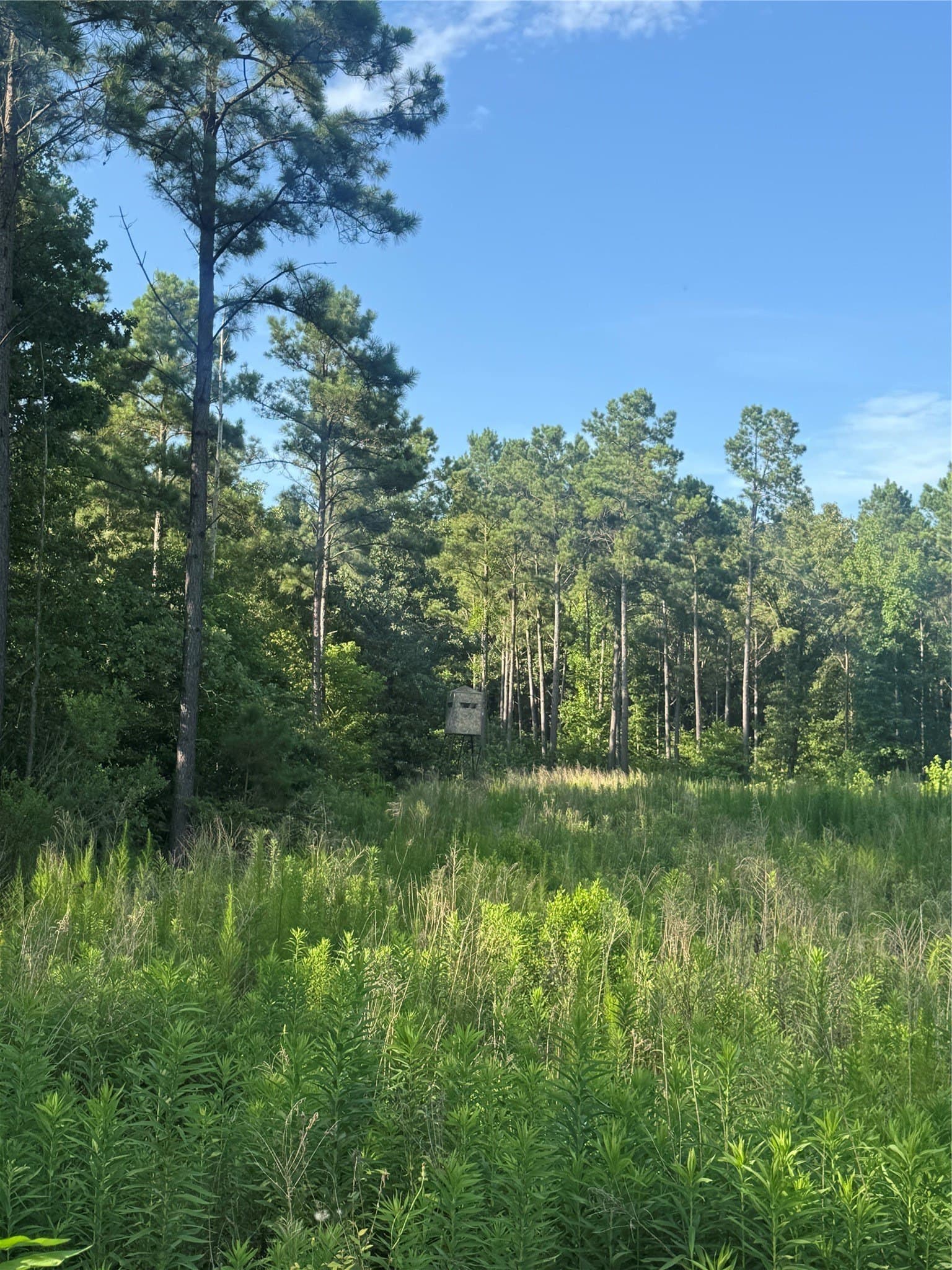 43 acres in Red River (TX) County - photo 13